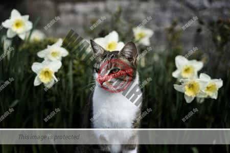 Katzenschreck verhindert Aufenthalt im Garten