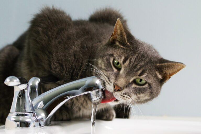 Leitungswasser vs. Mineralwasser: was ist besser?