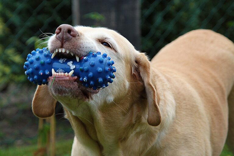 Die 5 besten Hunde-Gadgets im Test & Vergleich